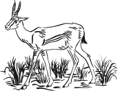 animal drawing chosen to represent to year group